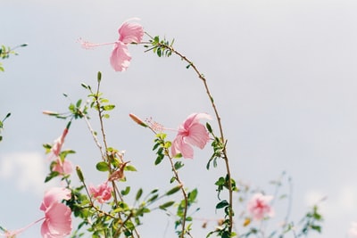 粉红芙蓉花
